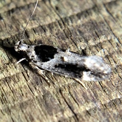 Pseudochelaria walsinghami