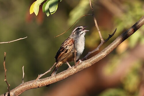 Cinnamon-tailed Sparrow (Peucaea sumichrasti), photo 5