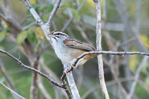 Cinnamon-tailed Sparrow (Peucaea sumichrasti)