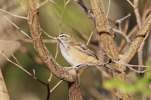 Cinnamon-tailed Sparrow (Peucaea sumichrasti), photo 2
