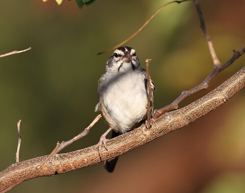 Cinnamon-tailed Sparrow (Peucaea sumichrasti), photo 7
