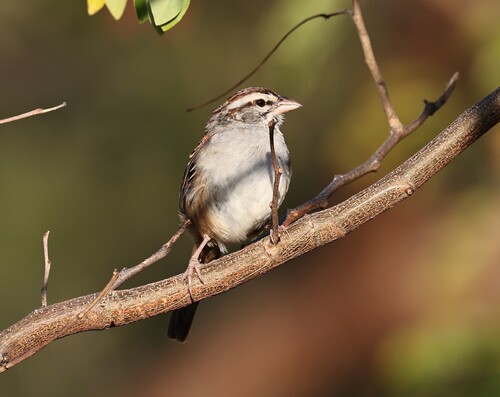 Cinnamon-tailed Sparrow (Peucaea sumichrasti), photo 6