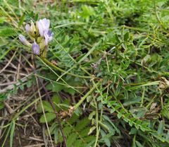 Astragalus austrosibiricus