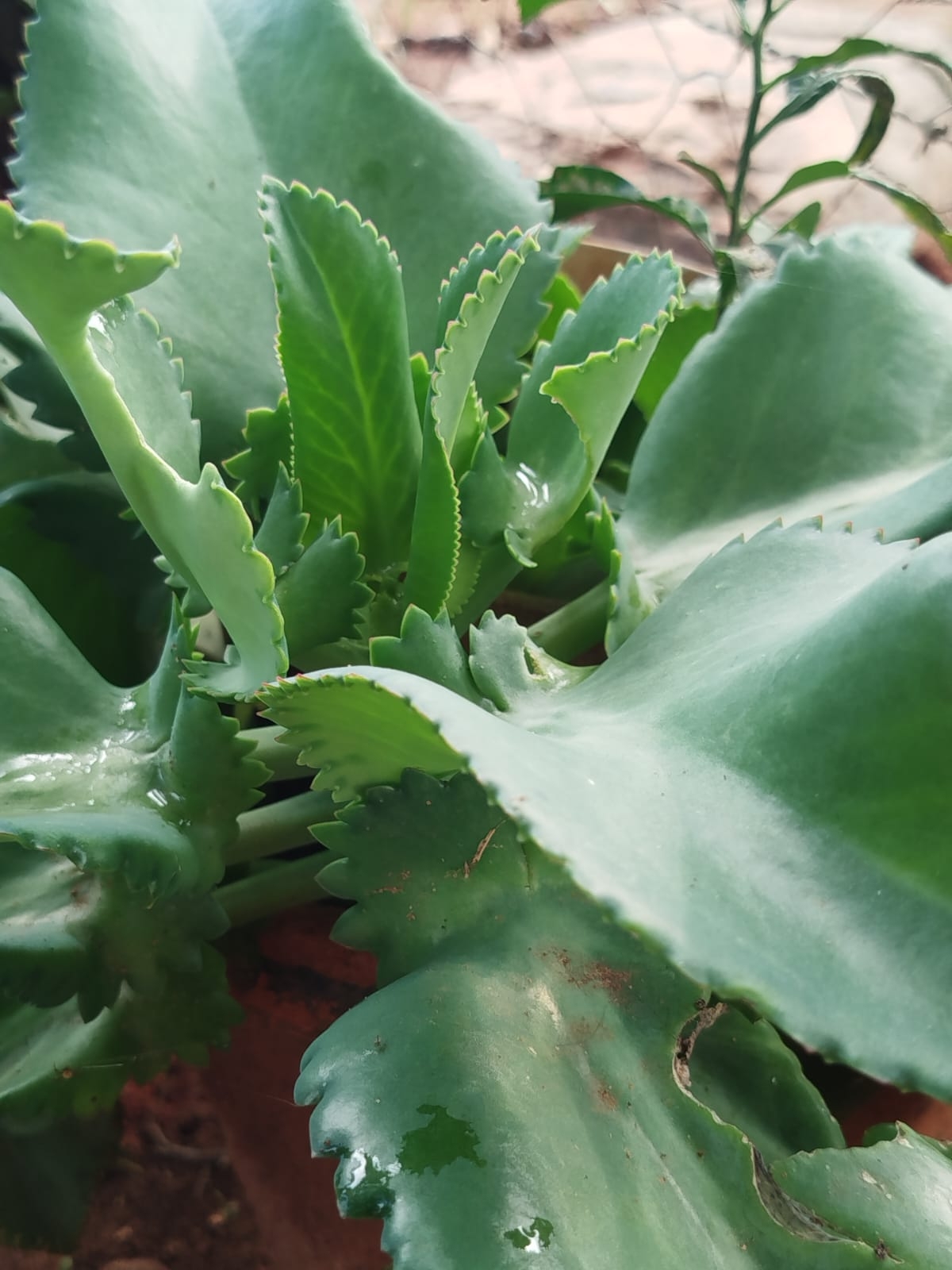 Kalanchoe laetivirens