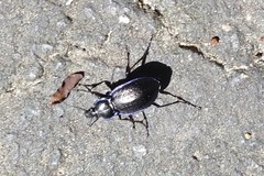 Carabus serratus