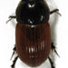 Aphodiidae - Photo (c) Stephen Thorpe, some rights reserved (CC BY-NC), uploaded by Stephen Thorpe