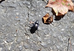 Carabus serratus
