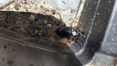 Carabus serratus