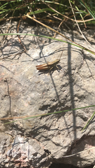 Euchorthippus elegantulus