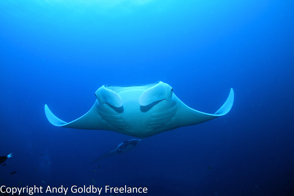 Oceanic Manta Ray in February 2012 by Jane Kempler & Andrew Goldby ...