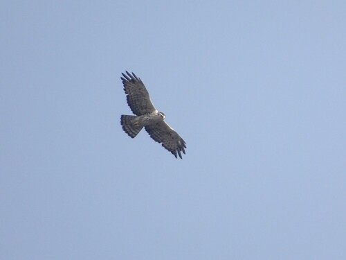 Ayres's Hawk-Eagle