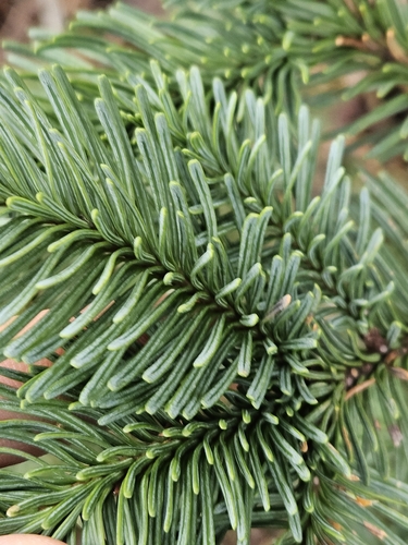 Noble fir (Abies procera)
