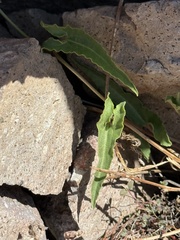 Aristolochia watsonii, photograph Ian McFaul, CC BY, iNaturalist via GBIF