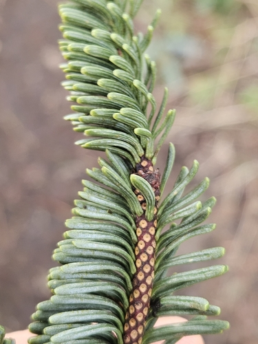 Image of Abies procera by no rights reserved