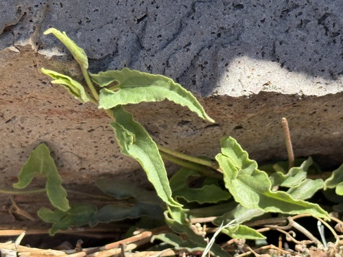 Aristolochia watsonii, photograph 2