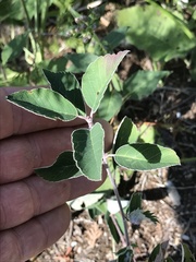 Amelanchier humilis