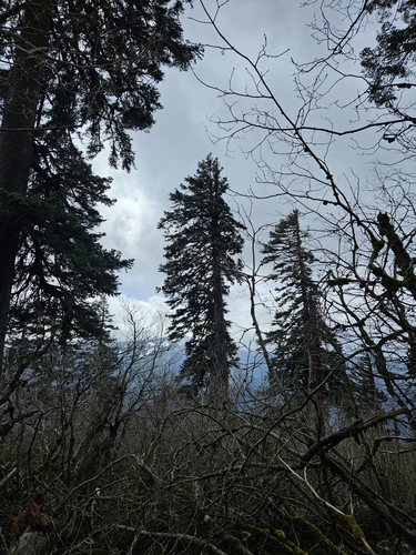 Image of Abies procera by no rights reserved