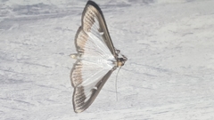 Cydalima perspectalis