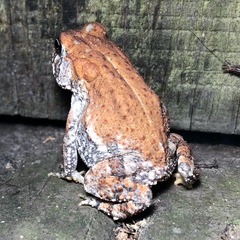 Anaxyrus terrestris