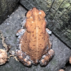 Anaxyrus terrestris