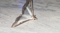 Cydalima perspectalis