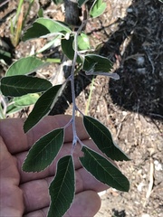 Amelanchier humilis
