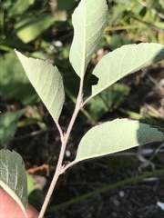 Amelanchier humilis