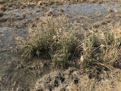 Cyperus sexangularis