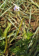 Erodium stephanianum