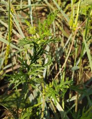 Erodium stephanianum