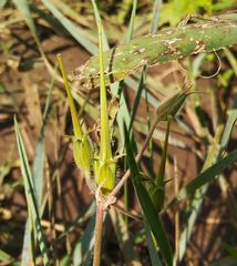 Erodium stephanianum