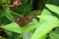 Pelopidas assamensis