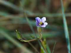 Erodium stephanianum