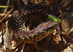 Elgaria coerulea coerulea