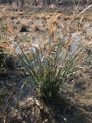 Cyperus sexangularis