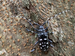 Anoplophora macularia