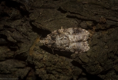 Polylopha epidesma