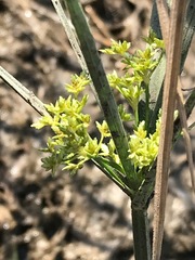 Cyperus sexangularis