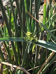 Cyperus sexangularis