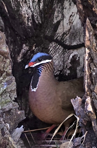 Blue-headed Quail-Dove
