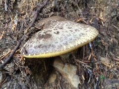 Suillus punctatipes