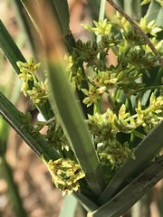 Cyperus sexangularis