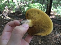 Suillus punctatipes
