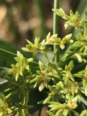 Cyperus sexangularis