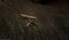 Caloptilia eurycnema