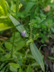 Collinsia torreyi