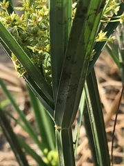 Cyperus sexangularis