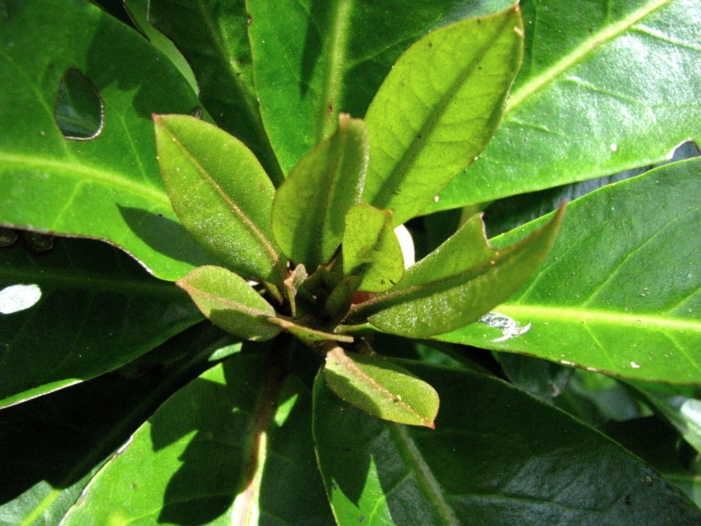 Ceodes wagneriana