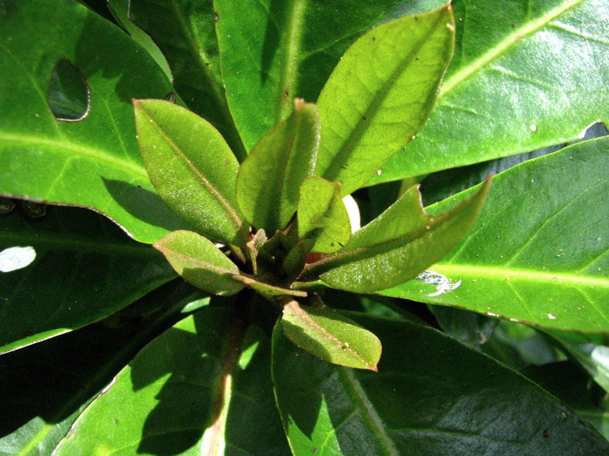 Ceodes wagneriana