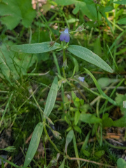 Collinsia torreyi